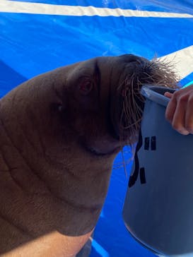 大分マリーンパレス水族館 「うみたまご」に投稿された画像（2025/2/19）