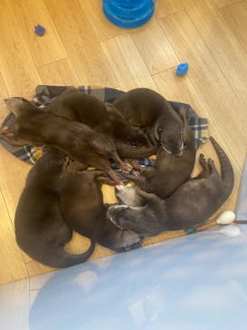 カワウソカフェ®️HARRY浅草店に投稿された画像（2025/2/19）