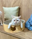 Cat Café MOFF つかしん店に投稿された画像（2025/2/20）