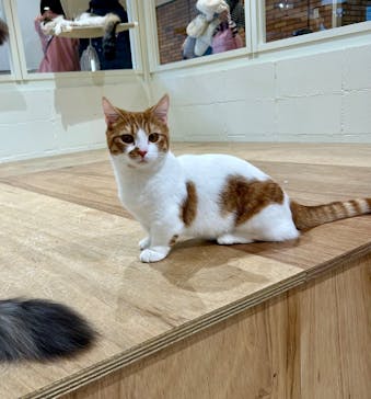 Cat Café MOFF つかしん店に投稿された画像（2025/2/20）