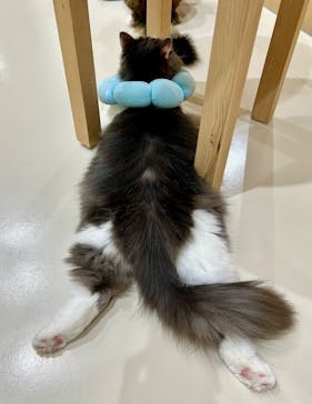 Cat Café MOFF つかしん店に投稿された画像（2025/2/20）