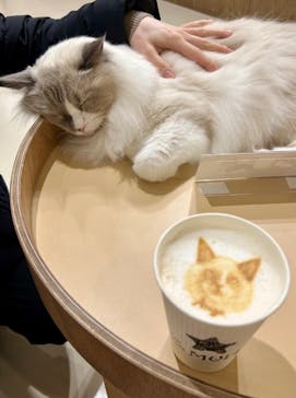 Cat Café MOFF つかしん店に投稿された画像（2025/2/20）