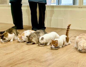Cat Café MOFF つかしん店に投稿された画像（2025/2/20）