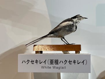 特別展「鳥 ～ゲノム解析が解き明かす新しい鳥類の系統～」国立科学博物館に投稿された画像（2025/2/20）