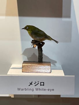 特別展「鳥 ～ゲノム解析が解き明かす新しい鳥類の系統～」国立科学博物館に投稿された画像（2025/2/20）