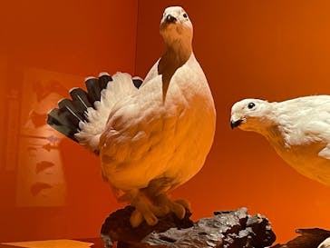 特別展「鳥 ～ゲノム解析が解き明かす新しい鳥類の系統～」国立科学博物館に投稿された画像（2025/2/20）