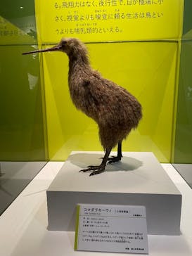特別展「鳥 ～ゲノム解析が解き明かす新しい鳥類の系統～」国立科学博物館に投稿された画像（2025/2/20）