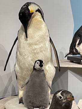 特別展「鳥 ～ゲノム解析が解き明かす新しい鳥類の系統～」国立科学博物館に投稿された画像（2025/2/20）