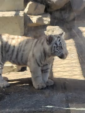 東武動物公園に投稿された画像（2025/2/20）