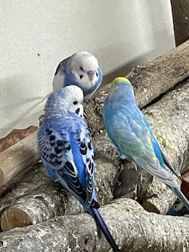 アニタッチ 東京ドームシティに投稿された画像（2025/2/20）