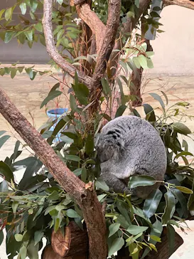 多摩動物公園に投稿された画像（2025/2/20）