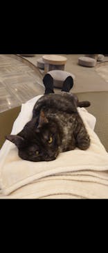 猫カフェモカ　渋谷公園通り店に投稿された画像（2025/2/20）