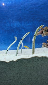 大分マリーンパレス水族館 「うみたまご」に投稿された画像（2025/2/20）