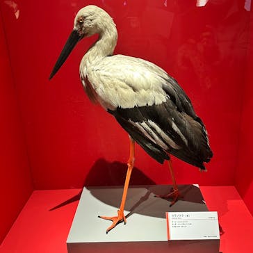 特別展「鳥 ～ゲノム解析が解き明かす新しい鳥類の系統～」国立科学博物館に投稿された画像（2025/2/20）