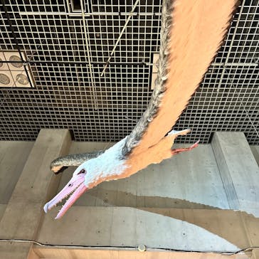 特別展「鳥 ～ゲノム解析が解き明かす新しい鳥類の系統～」国立科学博物館に投稿された画像（2025/2/20）