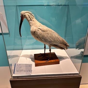 特別展「鳥 ～ゲノム解析が解き明かす新しい鳥類の系統～」国立科学博物館に投稿された画像（2025/2/20）