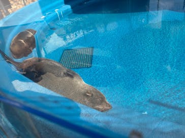 大分マリーンパレス水族館 「うみたまご」に投稿された画像（2025/2/20）