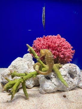 サンシャイン水族館に投稿された画像（2025/2/20）