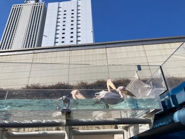 サンシャイン水族館に投稿された画像（2025/2/20）
