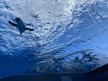 サンシャイン水族館に投稿された画像（2025/2/20）