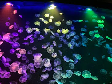 すみだ水族館に投稿された画像（2025/2/20）