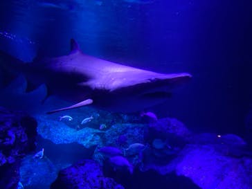 すみだ水族館に投稿された画像（2025/2/20）