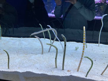 すみだ水族館に投稿された画像（2025/2/20）