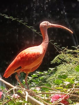 カワスイ 川崎⽔族館に投稿された画像（2025/2/20）