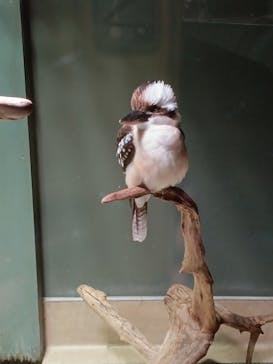 カワスイ 川崎⽔族館に投稿された画像（2025/2/20）