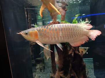 カワスイ 川崎⽔族館に投稿された画像（2025/2/20）