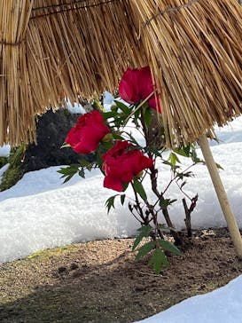 日本庭園　由志園に投稿された画像（2025/2/21）