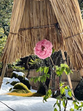 日本庭園　由志園に投稿された画像（2025/2/21）