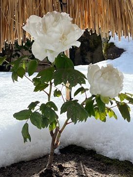 日本庭園　由志園に投稿された画像（2025/2/21）