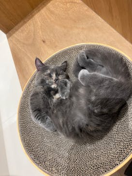 Cat Café MOFF コクーンシティさいたま新都心店に投稿された画像（2025/2/21）