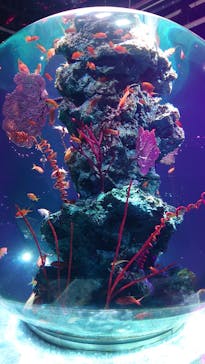 AQUARIUM × ART　atoaに投稿された画像（2025/2/21）