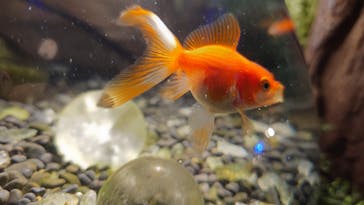 NARA KINGYO MUSEUMに投稿された画像（2025/2/21）