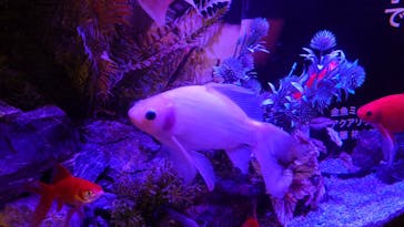 NARA KINGYO MUSEUMに投稿された画像（2025/2/21）