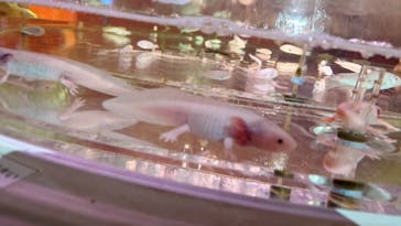 NARA KINGYO MUSEUMに投稿された画像（2025/2/21）