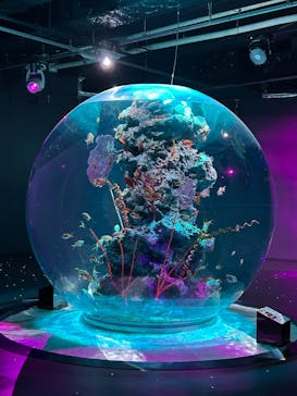 AQUARIUM × ART　atoaに投稿された画像（2025/2/21）