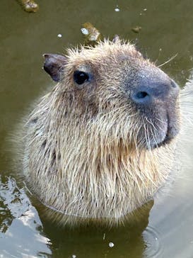 神戸どうぶつ王国に投稿された画像（2025/2/21）