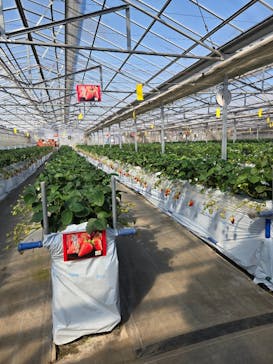 山万ユーカリファームに投稿された画像（2025/2/21）