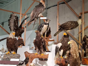 特別展「鳥 ～ゲノム解析が解き明かす新しい鳥類の系統～」国立科学博物館に投稿された画像（2025/2/21）