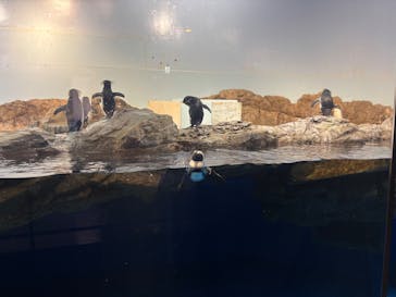 マクセル アクアパーク品川に投稿された画像（2025/2/21）