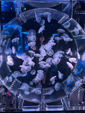 マクセル アクアパーク品川に投稿された画像（2025/2/21）