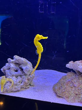 マクセル アクアパーク品川に投稿された画像（2025/2/21）