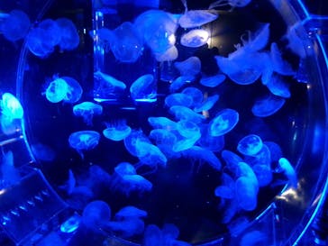 マクセル アクアパーク品川に投稿された画像（2025/2/21）