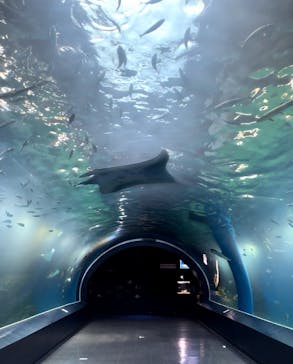 マクセル アクアパーク品川に投稿された画像（2025/2/21）