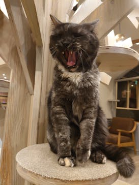 猫カフェモカ　渋谷公園通り店に投稿された画像（2025/2/21）