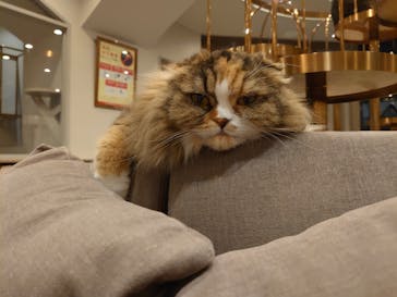 猫カフェモカ　渋谷公園通り店に投稿された画像（2025/2/21）