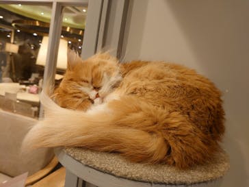 猫カフェモカ　渋谷公園通り店に投稿された画像（2025/2/21）